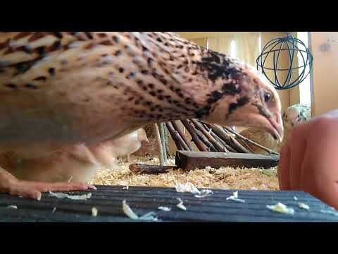 Wachteln&Co #3 Tipps für Anfänger Teil 2