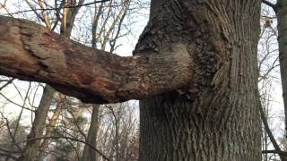 Tired Boy - Joey Pecoraro (unofficial MV)