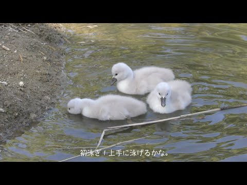【日本経済大学　TG Rose Garden】白鳥の赤ちゃんが誕生しました！