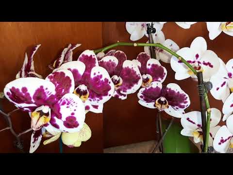 Orchids in bloom (Spring 2021)