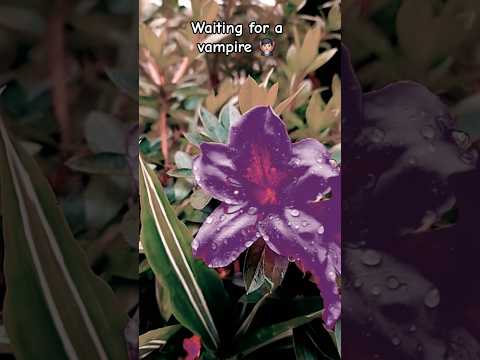 #reels #draculalovestory #dracula #Enya #music