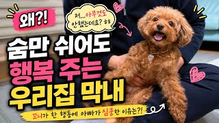 숨만 쉬어도 행복을 주는 우리집 막내 ㅋㅋ