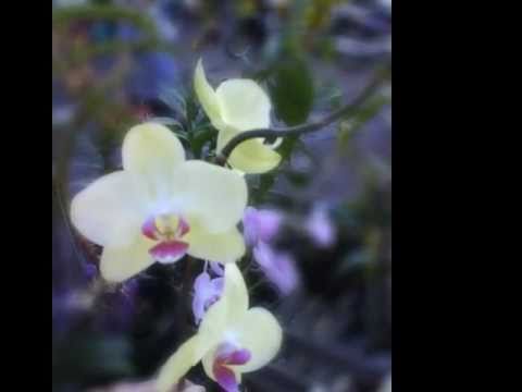 lil world of orchids + song of I LOVE U by Narsha ft Miryo