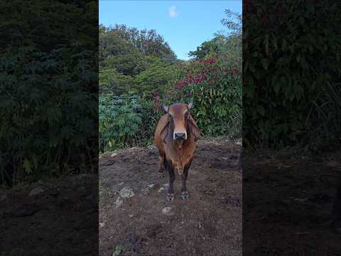 Muñeco Serio. #elsalvador #chalatenango #ganado #nature #naturaleza #campo #cattle