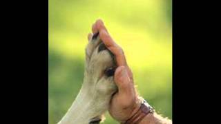 Sacred Spirit - Power Animals