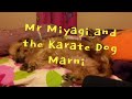 Mr Miyagi and The Karate Dog (pls read description)