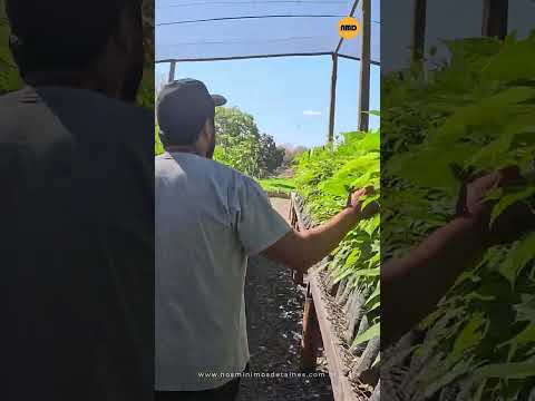 Sítio Bagagem, em Niquelândia, produz mudas de plantas nativas do Cerrado.