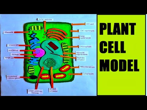 Animal Cell Model 3D model making using cardboard and paper howtofunda still model