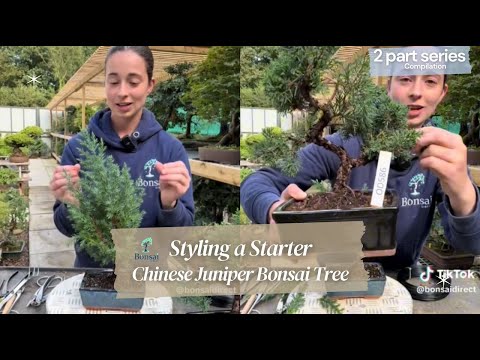 Beginner Bonsai Masterclass: Shaping & Styling a Chinese Juniper Like a Pro 🌲