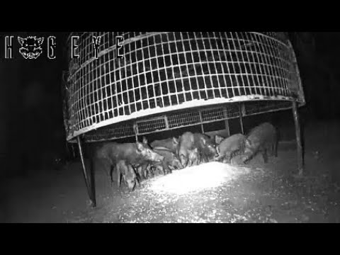 CATCHING 19 WILD FERAL HOGS WITH THE BIG PIG TRAP
