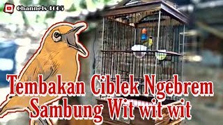 Download lagu Pleci Tembakan Ciblek Ngebrem... mp3