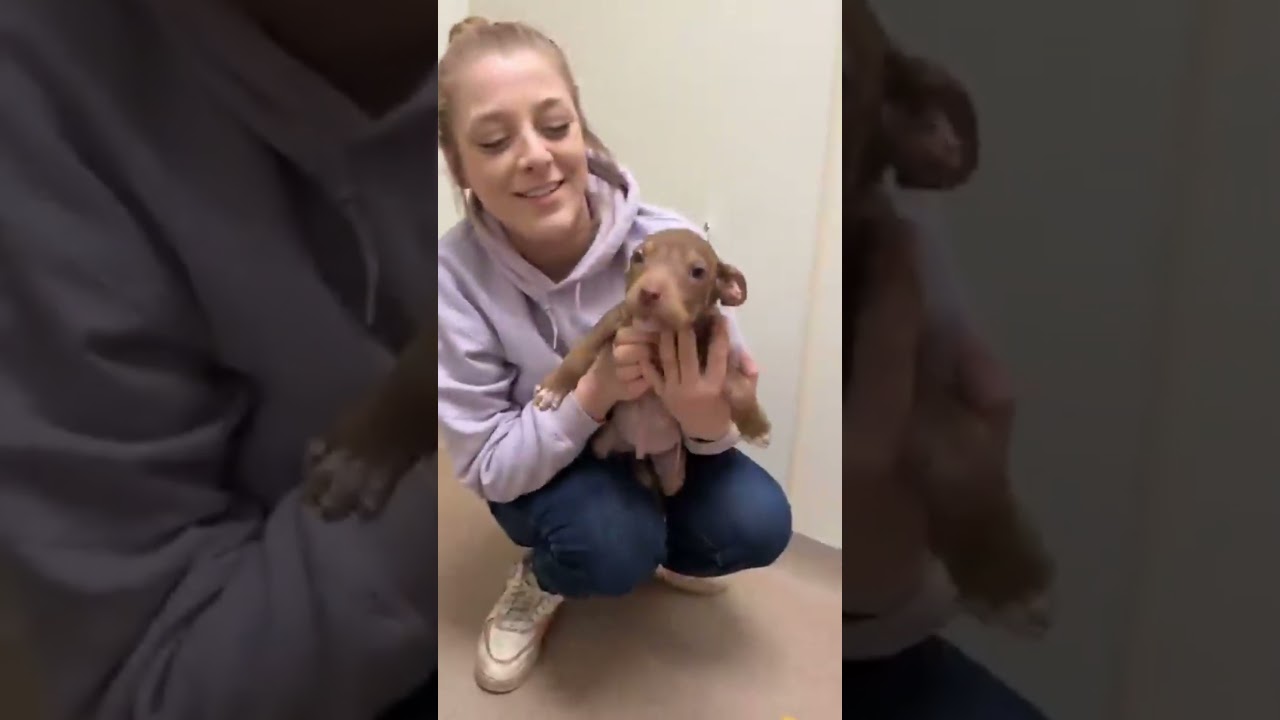 Enlarge Koa - the most precious little baby!, an adoptable mixed breed in Oshkosh, WI video 5/6