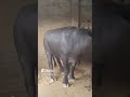Buffalo Sex Ytshorts Youtubeshorts Shorts