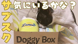 初めてのDoggyboxにワクワク♪✨