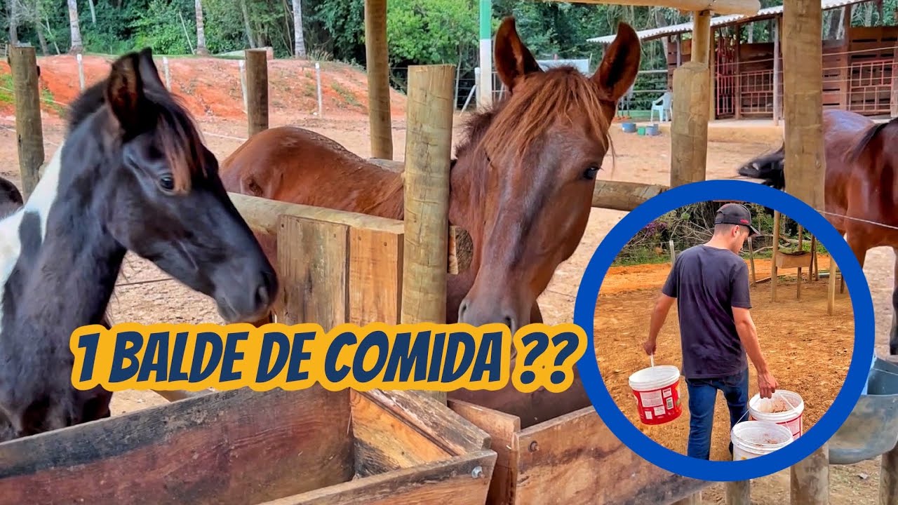 TRATANDO DE TODOS OS CAVALOS