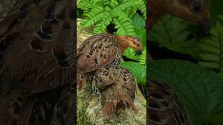 Download lagu Burung puyuh bambu gunung liar Wincent i0efh #burung #alam #satwa liar mp3