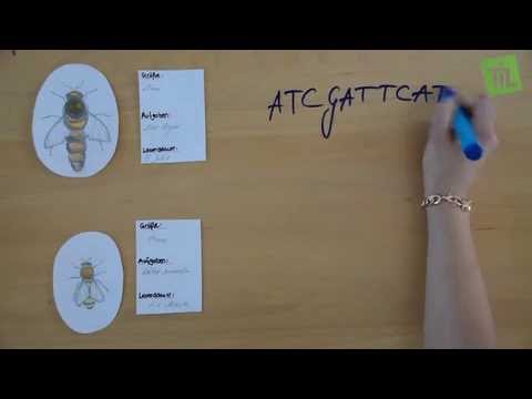 Epigenetik bei den Honigbienen