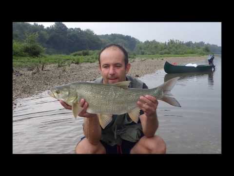 Topwater asp fishing  / 3 bolena na vukovu zaru