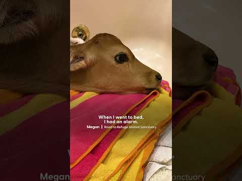 Skin And Bones Calf Who Looked Like He Was Crying Is SO Happy Now | The Dodo