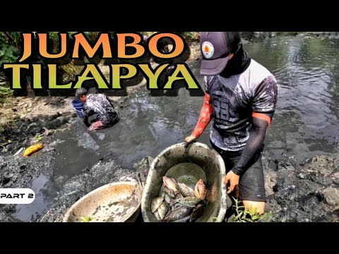 P2 - Malalaki ang Tilapyang Laman ng Palaisdaan - EP1773