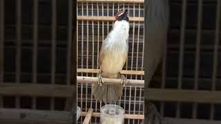 Download lagu burung kaso kaso belajar nembak mp3