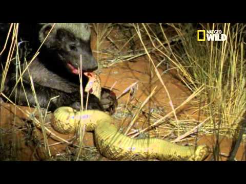 La résurrection du ratel