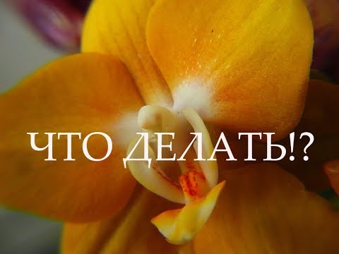 Ну на то он и мутантик)))