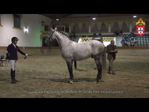 220128 18 Norte das Figueiras - Aprovação de Garanhões