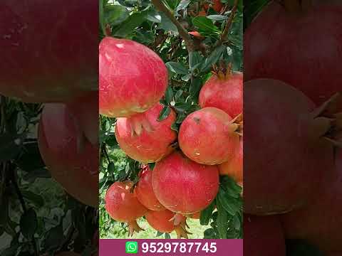 Farmer Success Stories