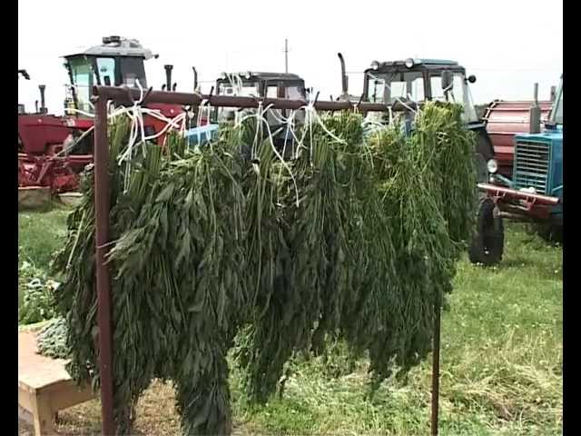 Печән чабар чак.  