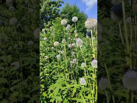 Пчеловодство.Как цветёт мордовник шараголовый. Супер медонос. #Shots