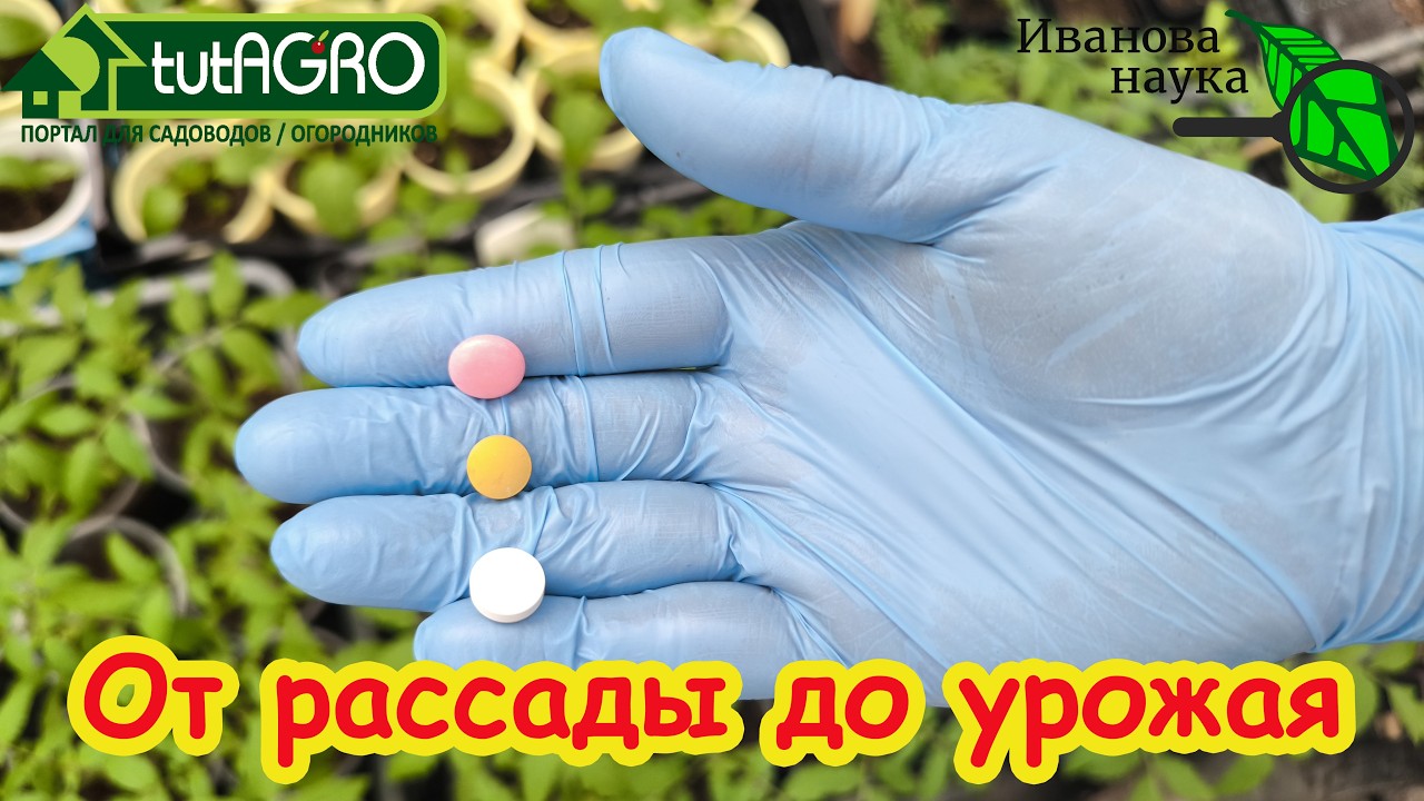 Не покупайте дорогую подкормку! 3 аптечных средства для мощной рассады и уро?
