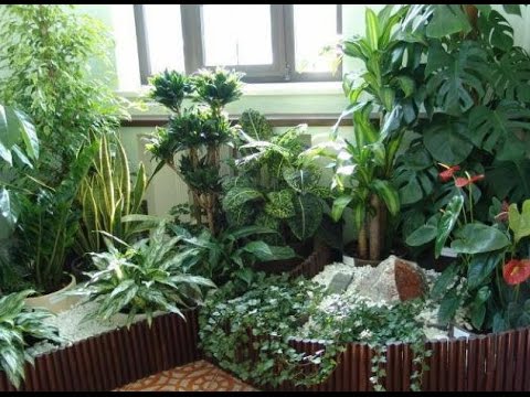 Какие комнатные растения подойдут для ТЕМНЫХ ПОМЕЩЕНИЙ