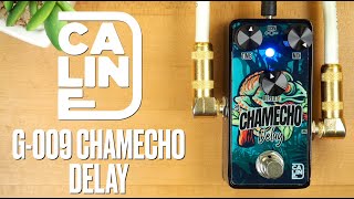 Video thumbnail for Caline G-009 Chamecho Delay by Pedal of the Day