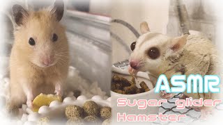 【3Dio/ASMR】フクロモモンガとハムスターの咀嚼音/Sugar glider & Hamster's meal scene【従井ノラ/深層組】