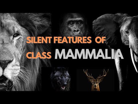 MAMMALIA | CHARACTERISTIC FEATURES OF THE CLASS MAMMALIA |Mammals | In 5 minutes