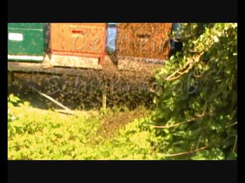 Die Biene, der Imker und sein Honig