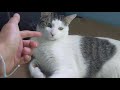 A White Tabby Cat Scared Of The Ribbon Toy