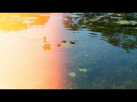 Małgorzata Szandrach - Nursery Pond | joyful nature sound