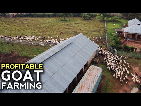 Secrets of How we grew to OVER 800 GOATS and Sheep at VERY LOW COST