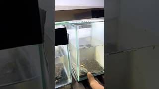 Download lagu ikan channa limbata kecil mangap mangap #channa #beranda #limbata #shortvideo #shorts #channalimbata mp3