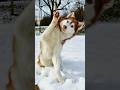 Normal Dogs Vs Huskies Shorts Dog Doglover Dogs Husky Huskydog Huskies Howlingdog