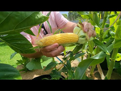 Aquaponics Sand Beds With Dual Root Zone Bags (Short Version)