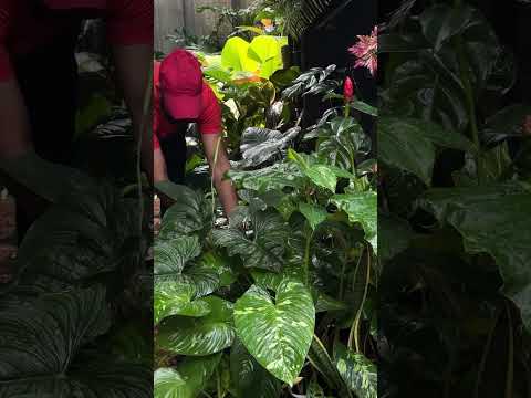 Home 🏡 tropial plants | how’s it #plants #jishnuuthaman #tropicalplants