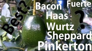 Which Avocado Tree is Best? Bacon | Fuerte | Haas | Pinkerton | Sheppard | Wurtz