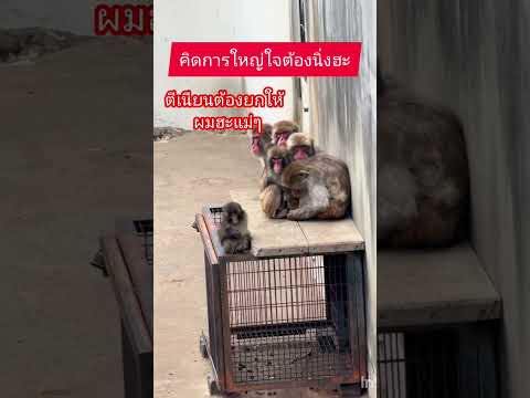 ใจมันได้วะนาย😂พันซ์นายแน่มาก #monkey