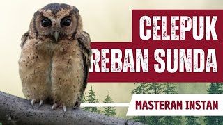 Download lagu Masteran Suara Burung Hantu Celepuk Reban Sunda Marah mp3 Download lagu Masteran Suara Burung Hantu Celepuk Reban Sunda Marah mp3