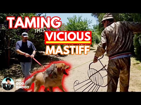 Training My Biggest Challenge Yet / 200 lb Tibetan Mastiff Part 1- The Dog Daddy