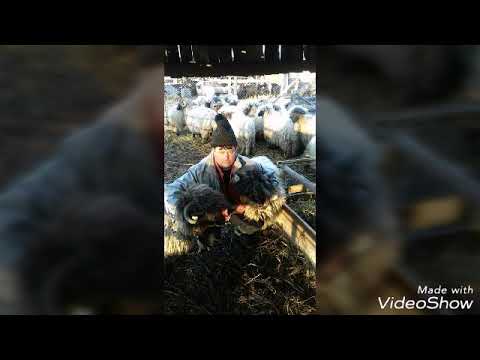 La miti la stana .la piscu vechi