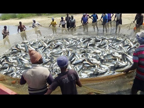 Amazing Big Net Catch Hundreds Tons of Fish - Fastest Traditional Fishing Net Skills